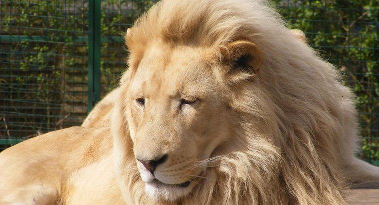 Perché i Lions sono chiamati il ​​re della giungla?