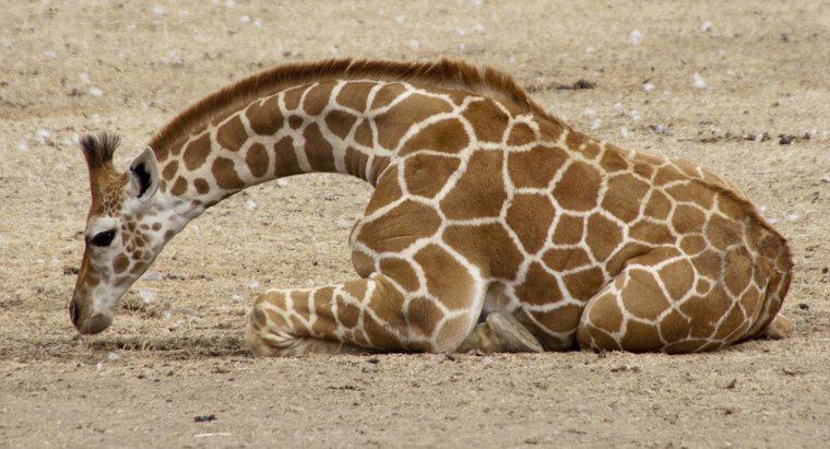 Le giraffe si sdraiano mai?