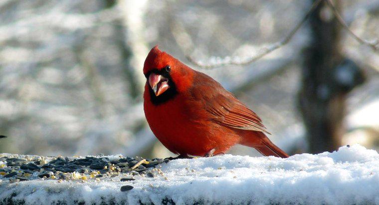 Cosa mangiano i cardinali?