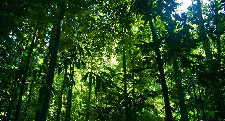 Quante foreste pluviali sono rimaste nel mondo?