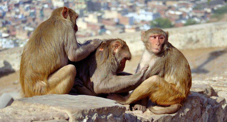 Qual è il ciclo di vita di una scimmia?