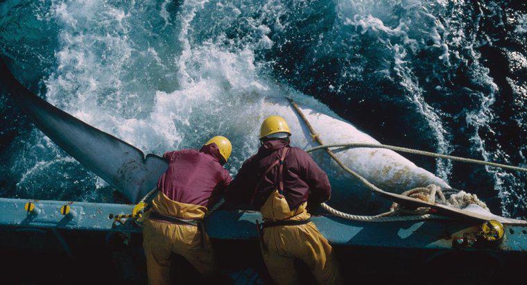 Quali sono gli svantaggi della caccia alle balene?