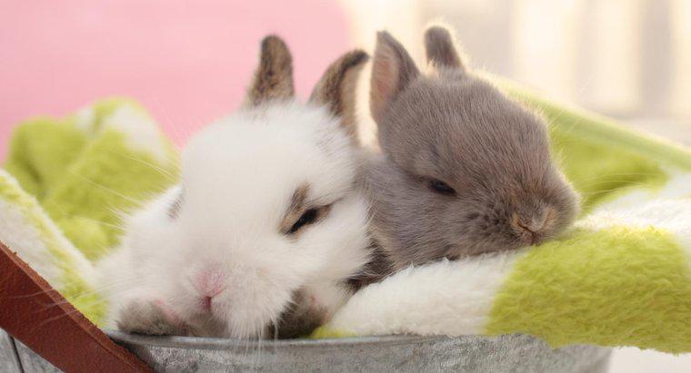 Quali sono i tipi di conigli domestici?