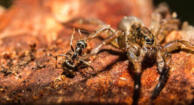 I ragni mangiano le formiche?