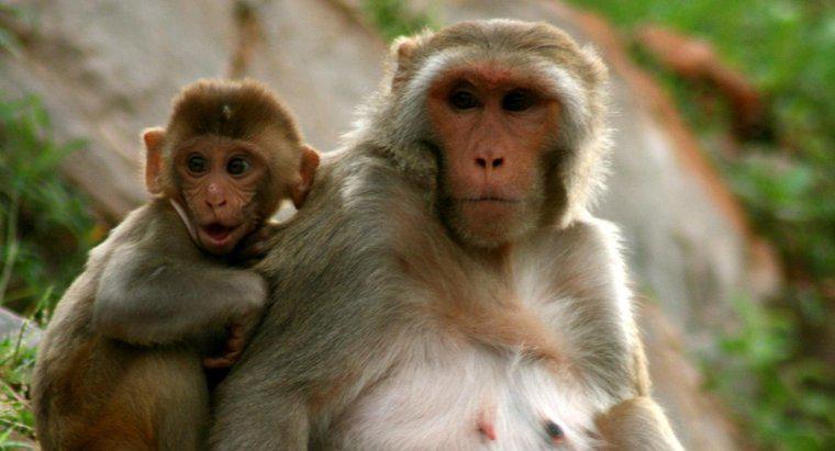 Quanto dura una scimmia in diretta?