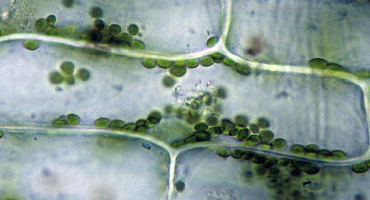 Perché i cloroplasti sono verdi?