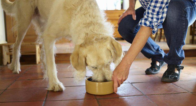 Quali sono alcune qualità degli alimenti per cani più sani?