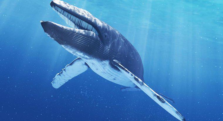 Quanto costa una lingua di Blue Whale?