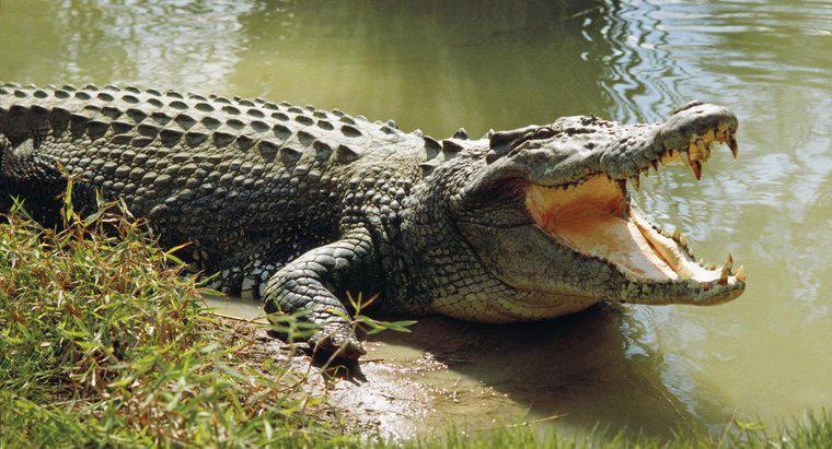 Qual è la durata media della vita di un coccodrillo?