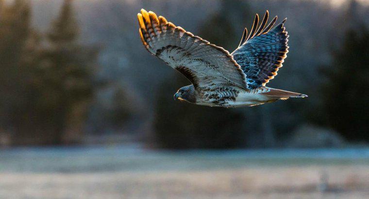 Quali tipi di Hawks vivono in Nord America?