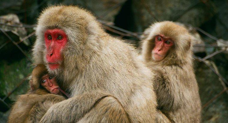 Qual è la popolazione delle scimmie sul pianeta?