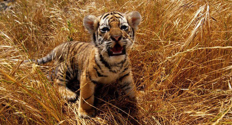 Che occhi di colore hanno le tigri?