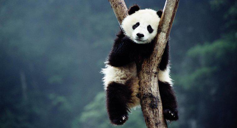 Perché i panda giganti si stanno estinguendo?