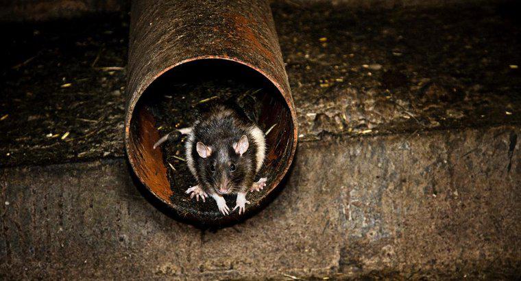 Perché i ratti sono pericolosi per l'uomo?
