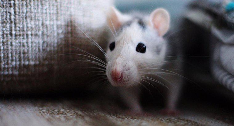 Come dovresti pulire le escrementi dei topi?