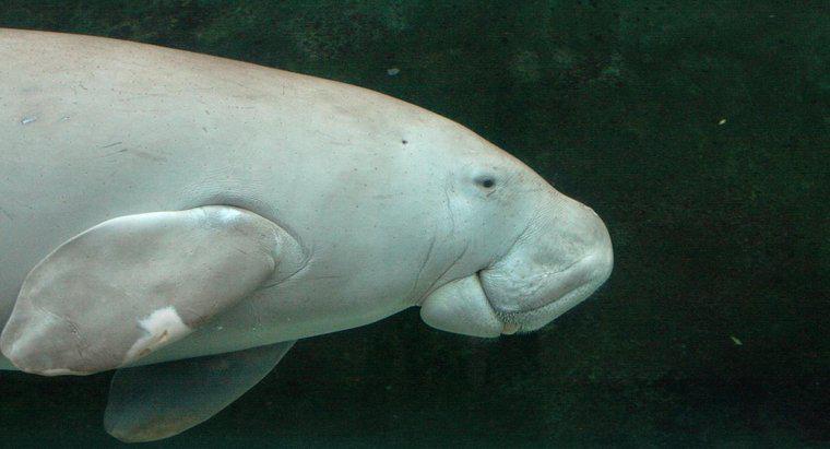 Cosa sono i dugonghi?