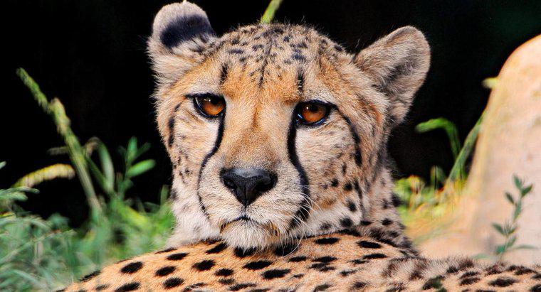 In che tipo di habitat vive un ghepardo?