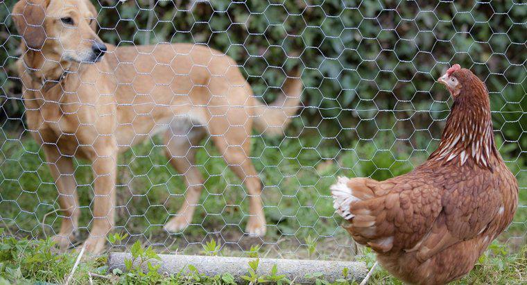 I cani possono mangiare fegato di pollo?