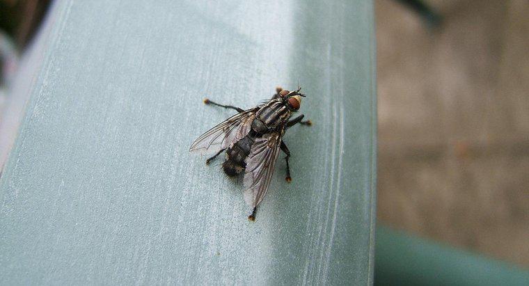 Cosa mangiano le mosche domestiche?