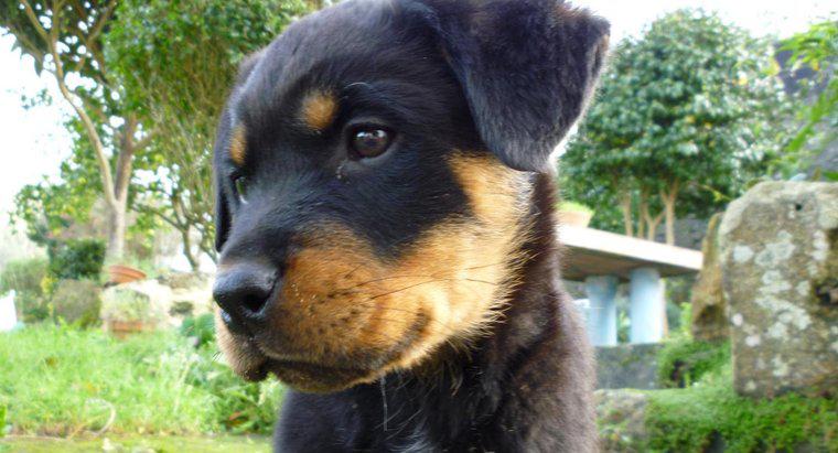 Quando un Rottweiler è considerato completamente cresciuto?