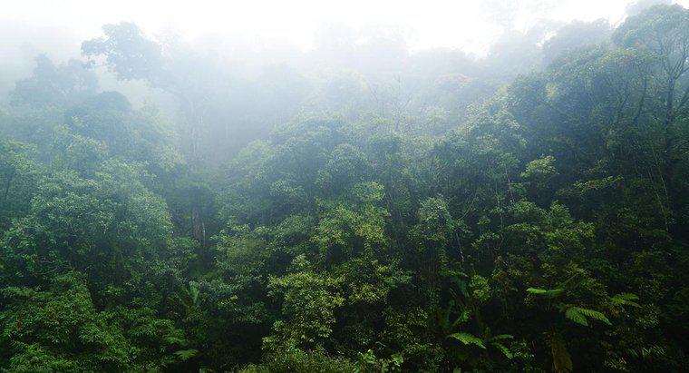 Quali sono alcune caratteristiche delle foreste pluviali tropicali?