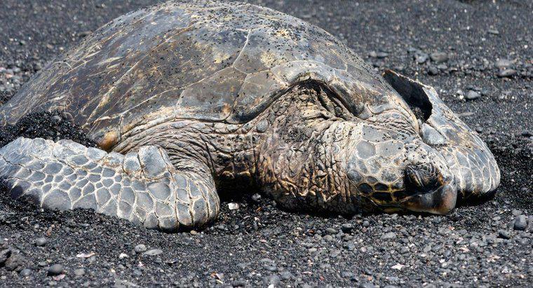 Quanti anni ha la più antica tartaruga marina?