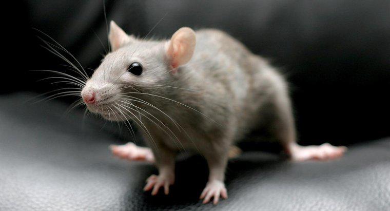 Puoi uccidere i ratti con bicarbonato di sodio?