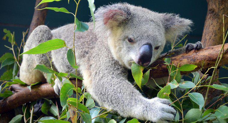 Le foglie di eucalipto prendono in alto i koala?
