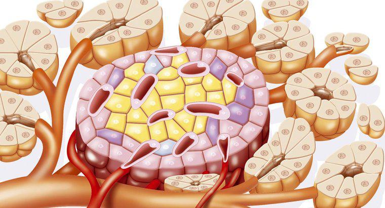 Come funzionano insieme i sistemi digestivo ed endocrino?