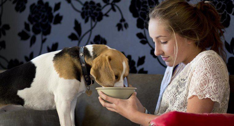Quanto presto dovresti dar da mangiare a un cane dopo averlo dato alla luce?