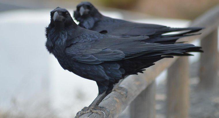 Cosa significa vedere un corvo morto davanti a casa tua?