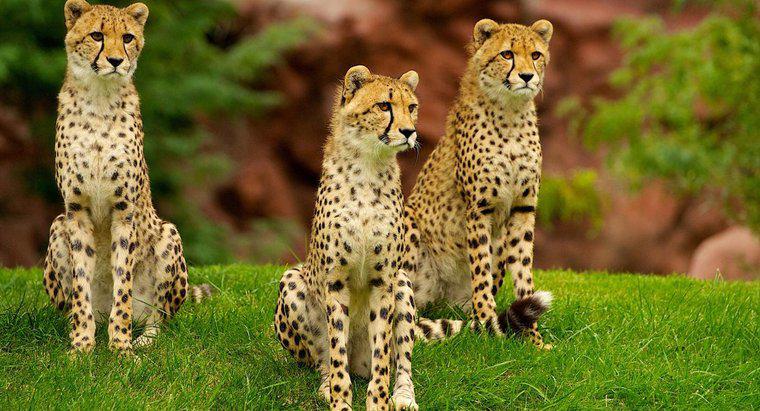 Dove vive il ghepardo nordamericano?