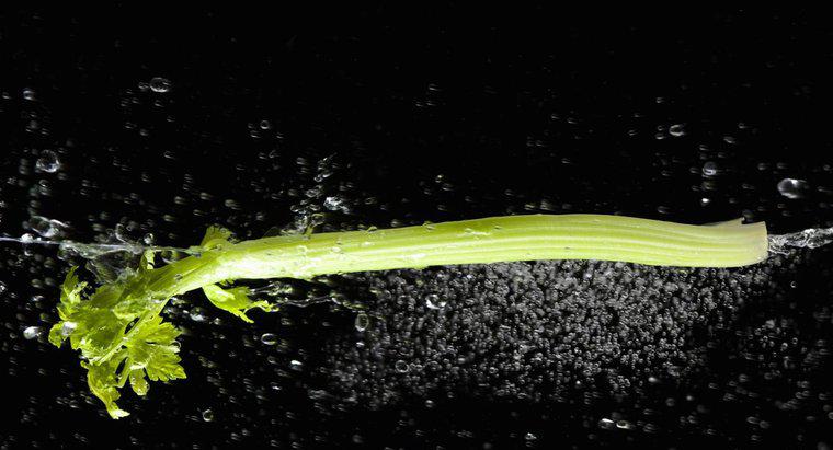 Perché il Limp Celery diventa croccante in acqua?