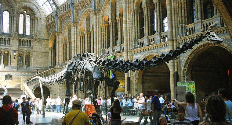 Qual è stato il dinosauro più lungo?