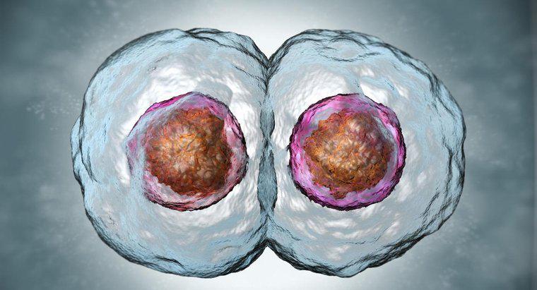 Come si compongono le cellule della figlia con le cellule madri?