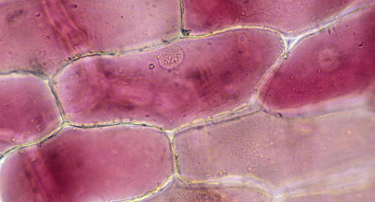 Che effetto ha lo iodio sulle cellule di cipolla?