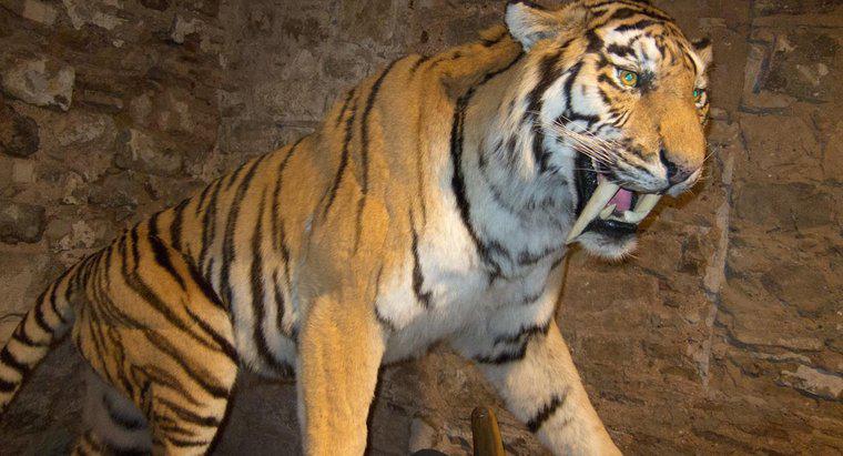 Dove vivono le tigri dai denti a sciabola?