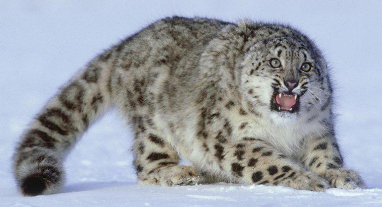 Può un leopardo delle nevi essere tenuto come un animale domestico?