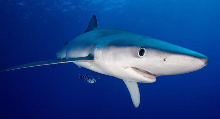 Cosa rappresentano gli squali nei sogni?