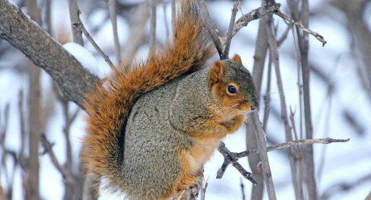 Dove vanno gli scoiattoli in inverno?