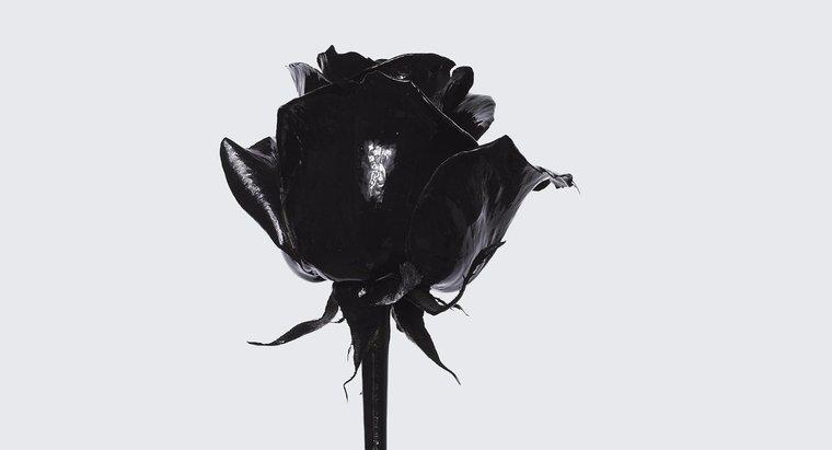 Qual è il significato di una rosa nera?