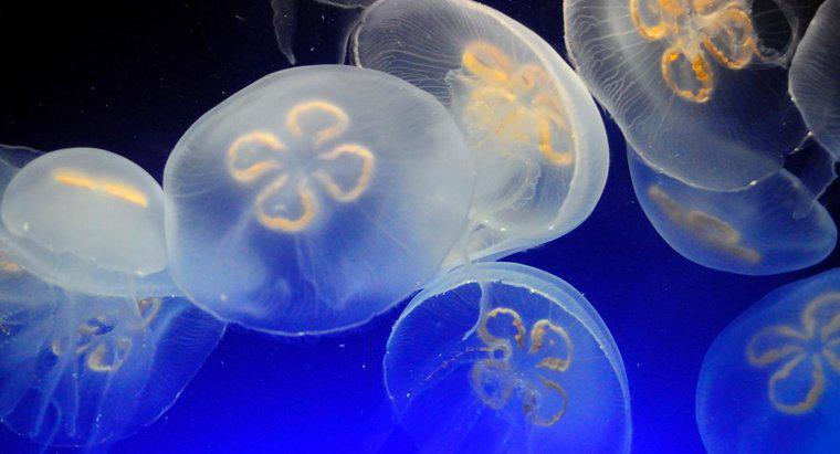 Come si muove una medusa?