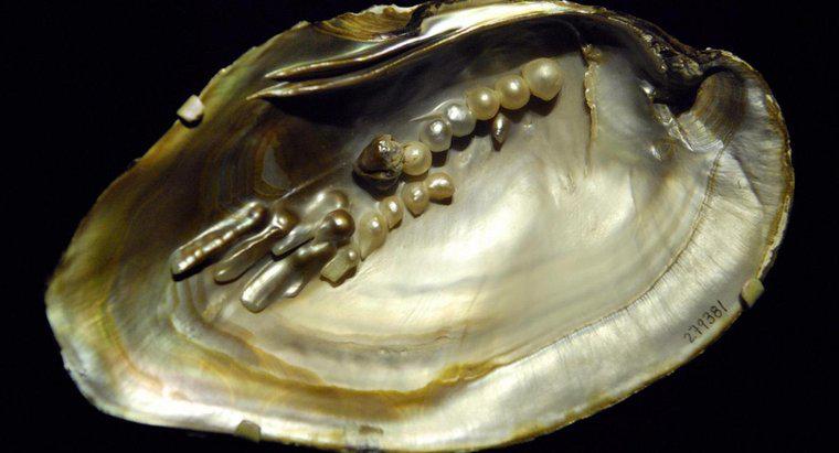 Quali sono le perle Biwa?