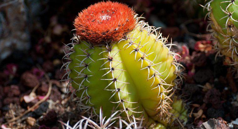 Quali sono alcuni animali che mangiano cactus?