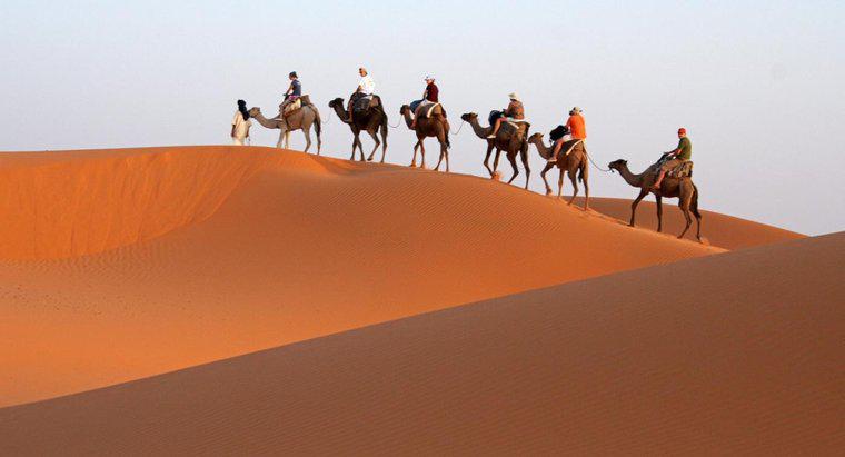Perché i cammelli sono chiamati navi del deserto?