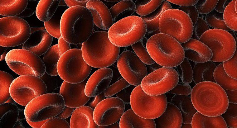 Quali sono le cause delle proteine ​​nel sangue?