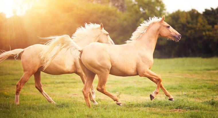 Quanto lontano può correre un cavallo?