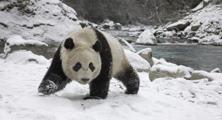 I panda si ibernano durante l'inverno?
