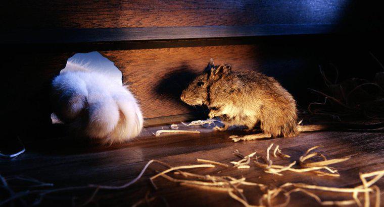 Come si adattano i topi attraverso piccoli fori?