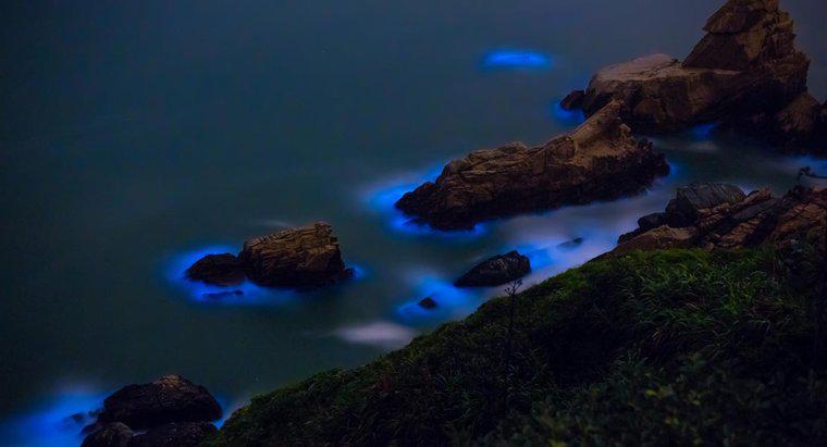 Che cosa sono le alghe bioluminescenti?